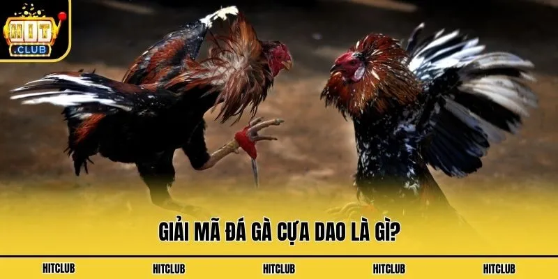 Đá Gà Cựa Dao Là Gì? Luật Chơi Chọi Gà Kê Thủ Nên Biết Giải mã đá gà cựa dao là gì?