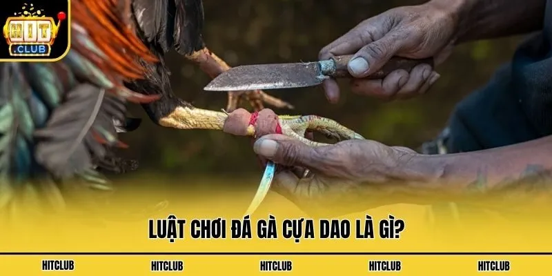 Đá Gà Cựa Dao Là Gì? Luật Chơi Chọi Gà Kê Thủ Nên Biết Luật chơi đá gà cựa dao là gì?