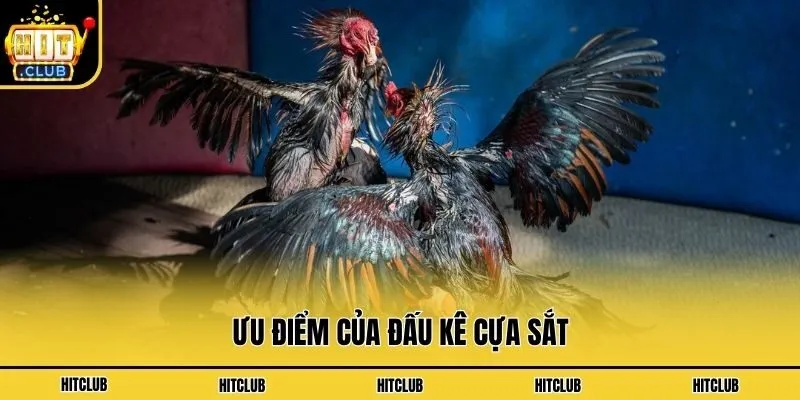 Đá Gà Cựa Sắt - Hình Thức Cá Cược Hấp Dẫn Nhất Hiện Nay Ưu điểm của đấu kê cựa sắt