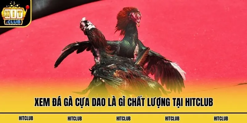 Đá Gà Cựa Dao Là Gì? Luật Chơi Chọi Gà Kê Thủ Nên Biết Xem đá gà cựa dao là gì chất lượng tại Hitclub